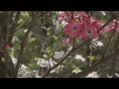 Here are other events Dogwood Arts has planned this season