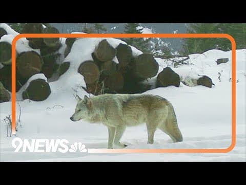 Wolf arrivals to start next month, 3 years after Colorado's vote to reintroduce them
