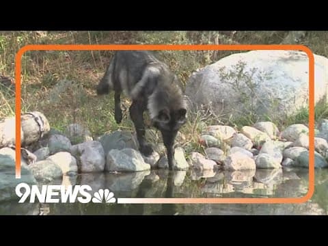 Colorado wildlife officials are in Canada to capture more wolves to bring back to the state