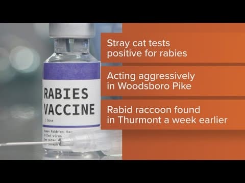 Stray cat tests positive for rabies in Frederick, Maryland