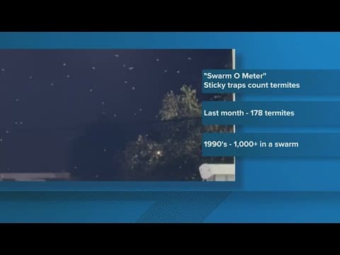 Termite Swarm Season Wraps Up; Experts Say It Was Typical Year