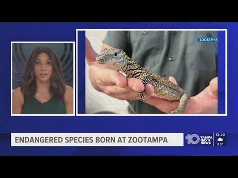 ZooTampa celebrating birth of 2 Komodo dragons