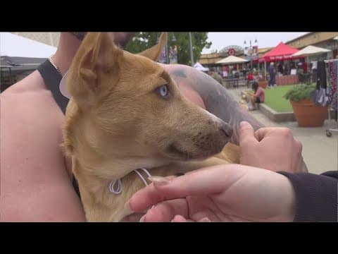 Dog Days of Summer Mega Pet Adoption returns on California Adopt-a-Pet Day