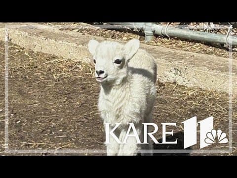 Baby dall sheep born in Como Zoo