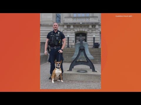 Boxer on brink of starvation saved by Plainfield police, now inducted as gun detection, therapy dog