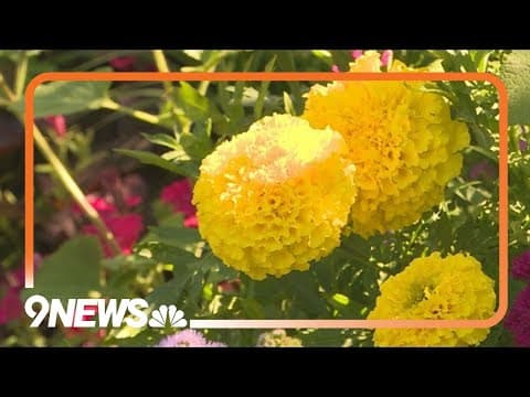 Tips to help your plants survive the heat