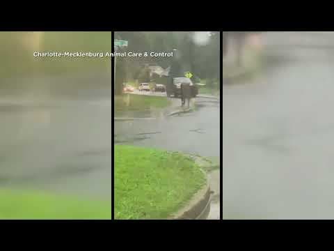 900-pound bull on the loose after escaping from its owner in North Carolina