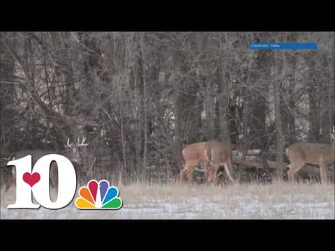 TWRA urges caution during deer mating season for drivers, while hunters benefit from this time of br