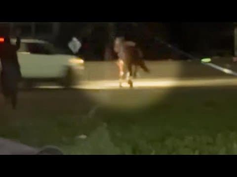 HCSO deputy's horse dies after getting loose and then being hit by truck on 610 loop