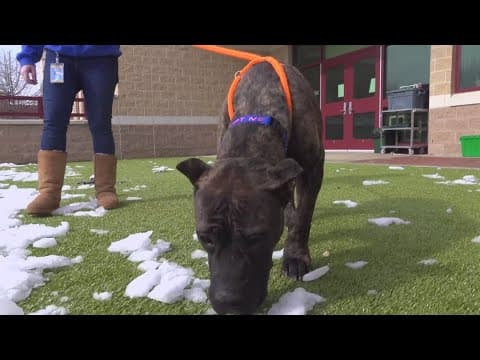 Dogs dumped in bitter cold temps