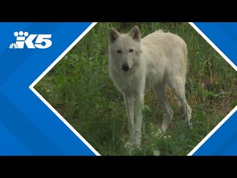 Woodland Park Zoo's last remaining gray wolf dies