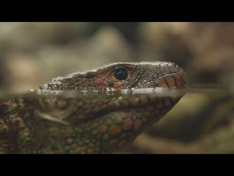 Lizard beats cancer after treatment at Houston Zoo
