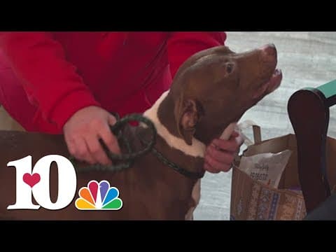 Jefferson Co. animal shelter takes in dozens of strays over the holiday, looking for fosters