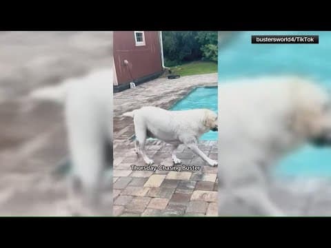 Dog mom struggles to get pup to stop jumping into pool