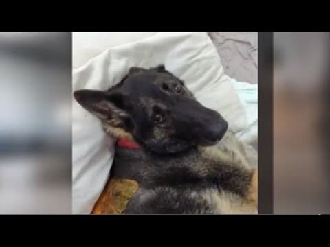 German Shepherd, Indy, recovering from back surgery after falling into 50-foot hole in Bonita