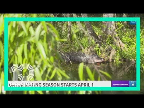 Gator mating season in Florida starts April 1: What you need to know to stay safe
