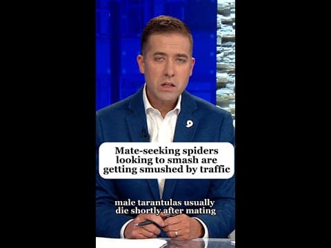 Spiders risk Colorado roads for love