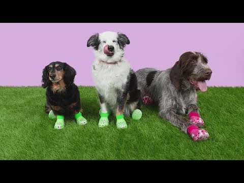 Crocs announces shoes for dogs