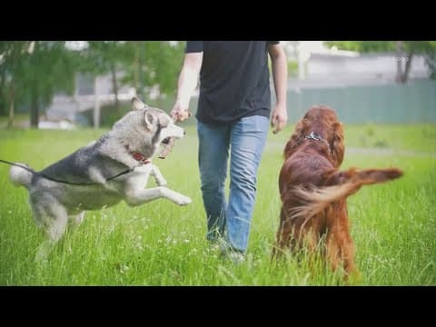 VERIFY: No, it's not dangerous to give dogs ice cubes in the heat