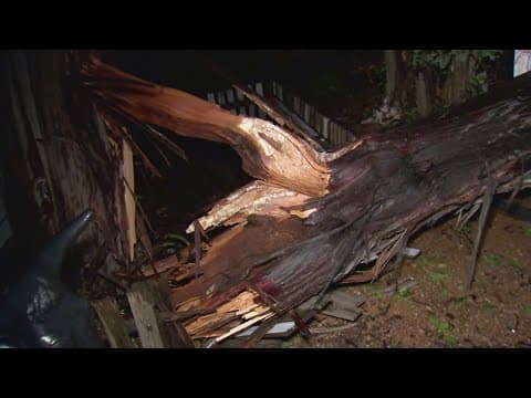 Storms cause tree damage in Collin County