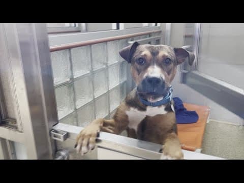 Humane Rescue Alliance hosts '48 Dogs in 48 Hours' event