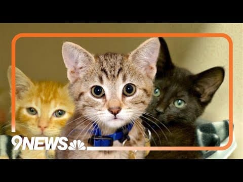 Dumb Friends League is now Humane Colorado