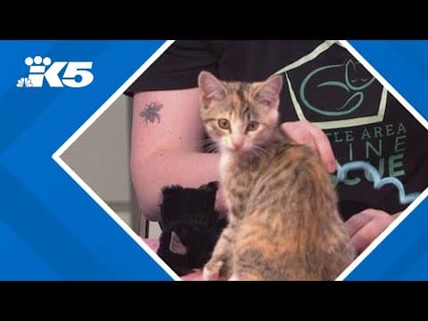 Seattle Area Feline Rescue looks for adopters and new fosters for incoming kittens