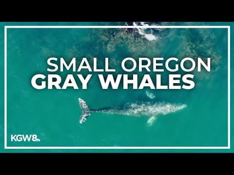 New OSU study, Oregon's gray whales are smaller than their counterparts to the north