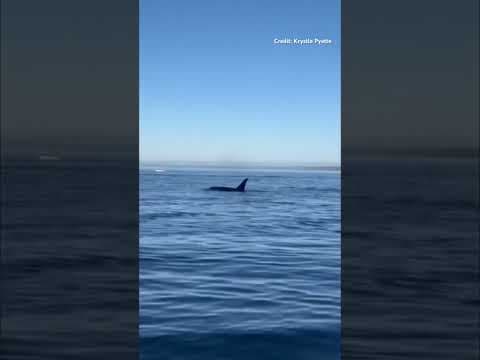 Orcas surprise and wow visitors near Owen Beach in Tacoma