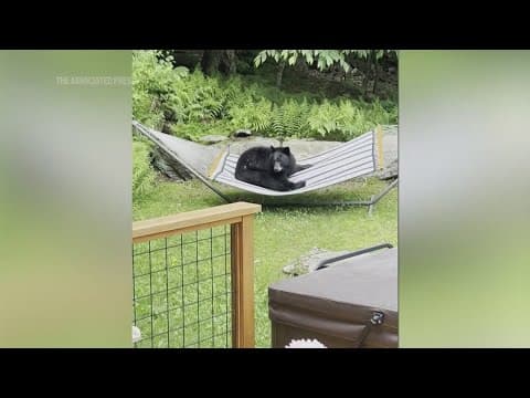 Bear caught on camera relaxing in a hammock