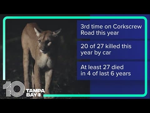 2-year-old Florida panther hit, killed by car