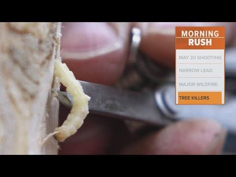 Emerald Ash borer beetle infecting Texas trees