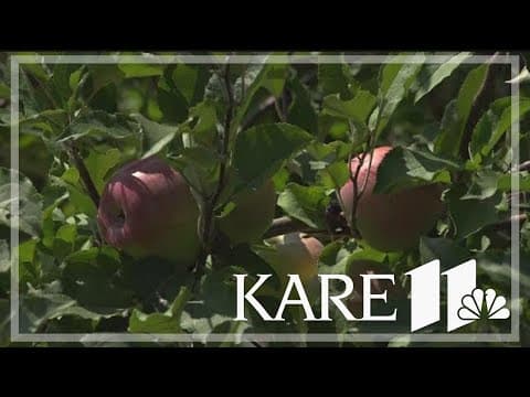 Positive outlook for apple and pumpkin picking