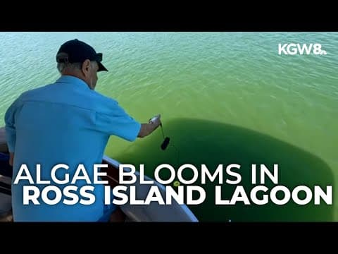 Algae bloom at full strength in Ross Island Lagoon, raising health risks for people and pets