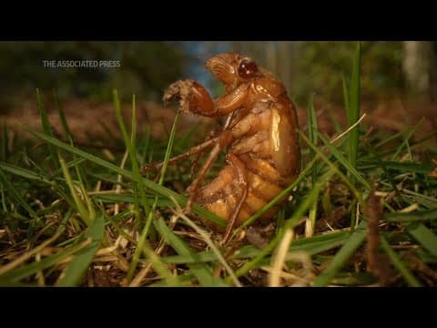 Invaders from underground are coming in cicada-geddon. It’s the biggest bug emergence in centuries