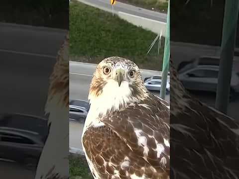 Traffic’s for the birds — at least it is for this one caught on MnDOT’s traffic cameras.