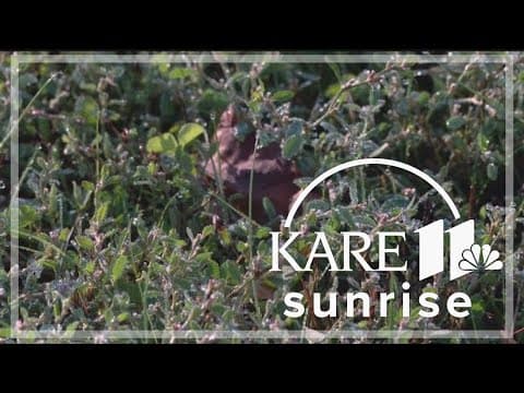 Burnsville plants bee lawn to help pollinators