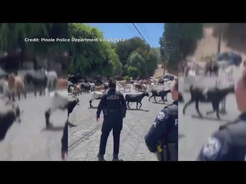Herd of goats taking over neighborhood street in Pionle, California