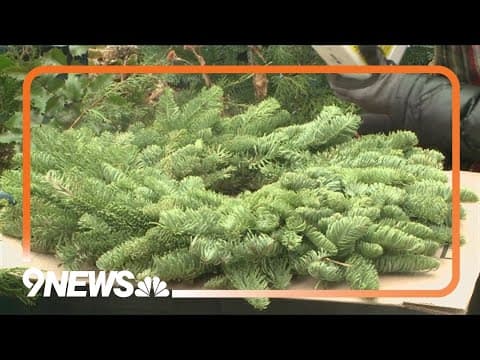 How to care for indoor and outdoor evergreens during the holiday season