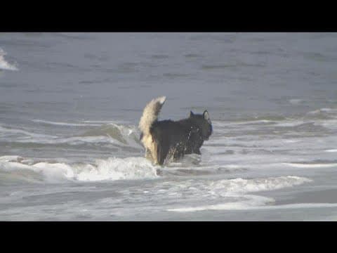Oceanside looking to open a dog beach