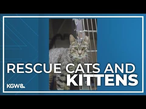 Oregonians have adopted nearly 300 rescued cats and kittens from Hawaii