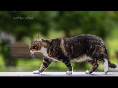Vermont university gives cat an honorary 'doctor of litter-ature' degree