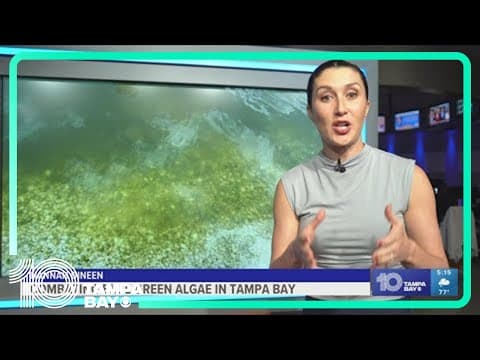 Blue-green algae is here to stay -- at least, for the summer