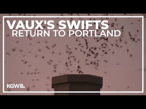 September brings 'swift watch' back to Chapman Elementary in NW Portland