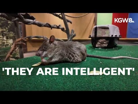 Oregon Zoo rats are educating visitors on how rodents can save lives