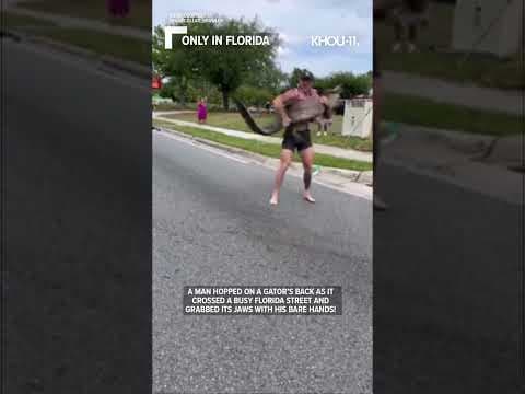 Florida man grabs 8-foot gator by snout with bare hands and calmly carries it away #shorts