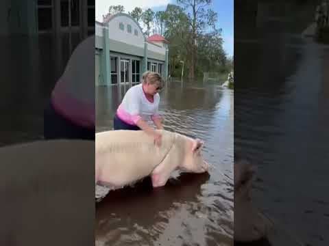 Pig rescued from flooding after Hurricane Milton #shorts