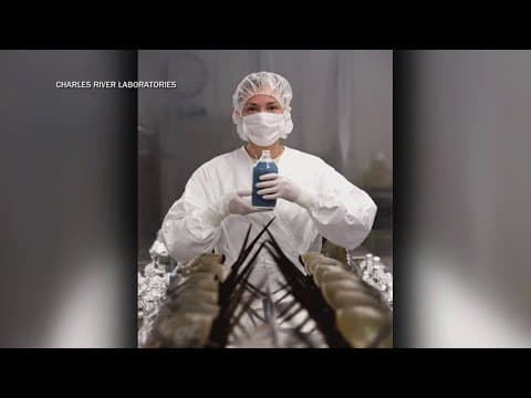 Maryland wildlife authorities accused of withholding data on horseshoe crabs