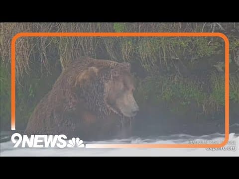 The chunkiest of chunks face off in Alaska's Fat Bear Week