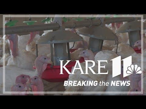 Frozen turkey tariff change could be a big win for Minnesota turkey farmers